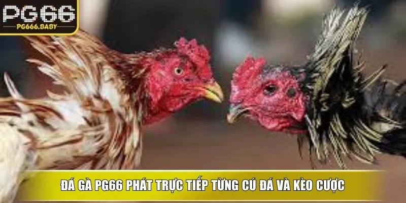 Đá gà ku phát trực tiếp từng cú đá và kèo cược